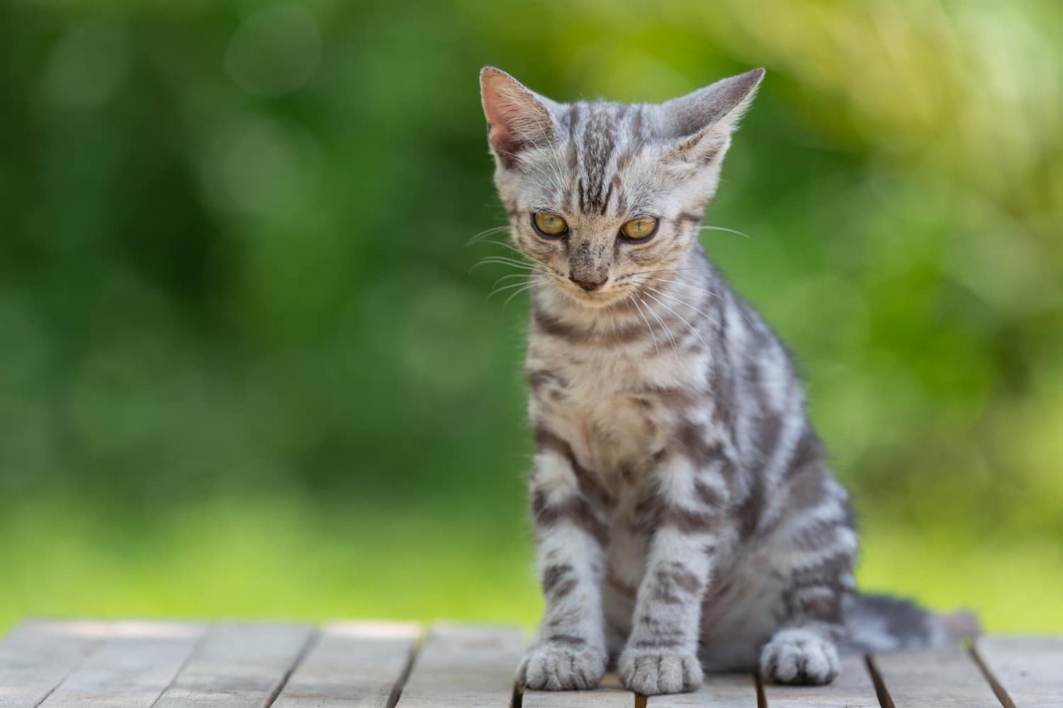 Protection contre les martres et les chats