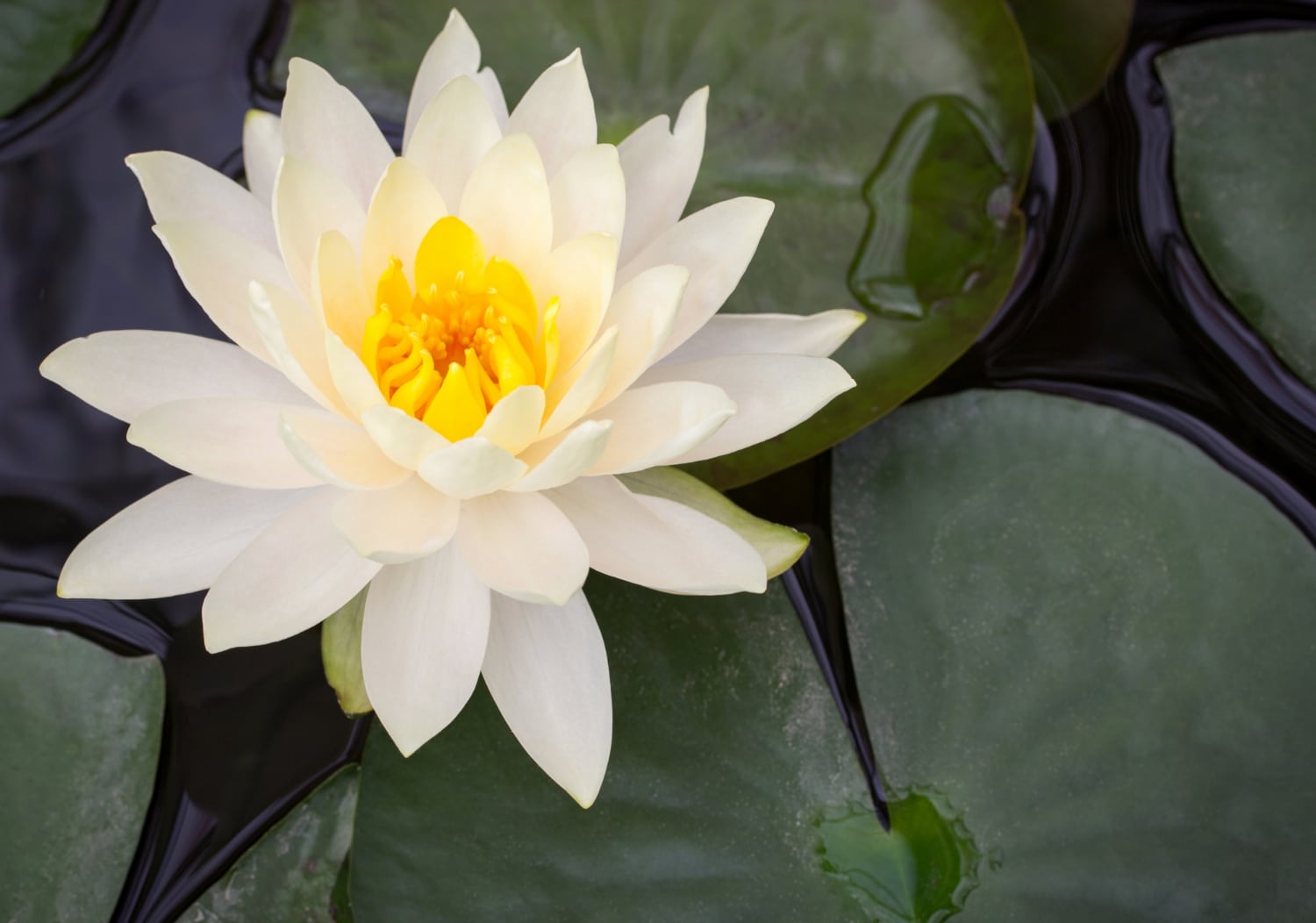 la distribution du lotus blanc
