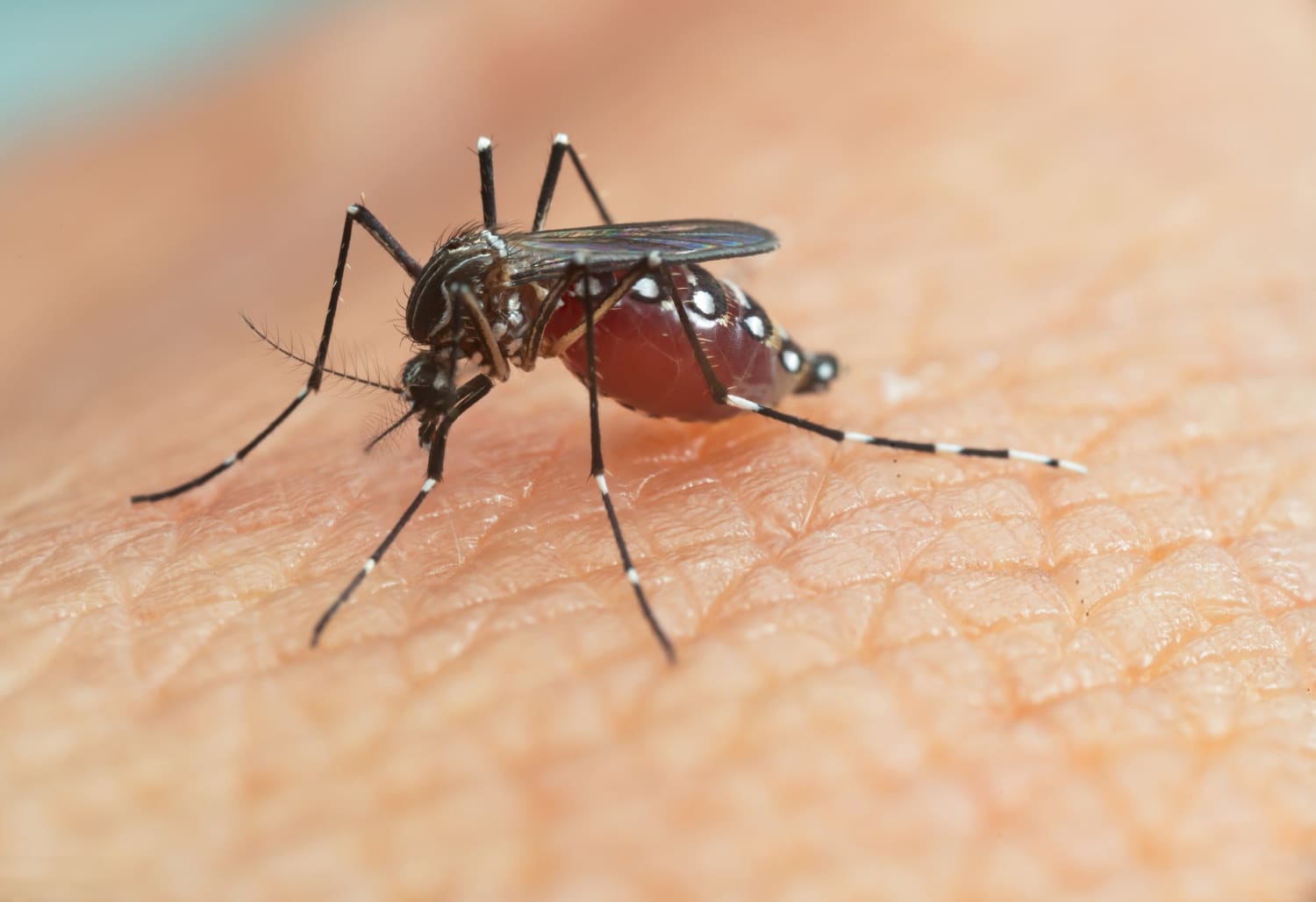 paludisme et moustique